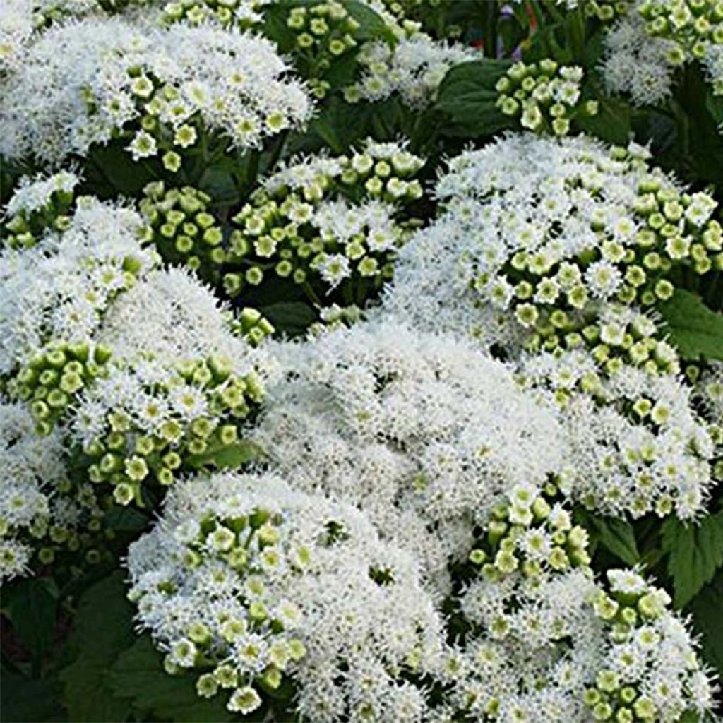 Eupatorium rugosum Lucky Melody