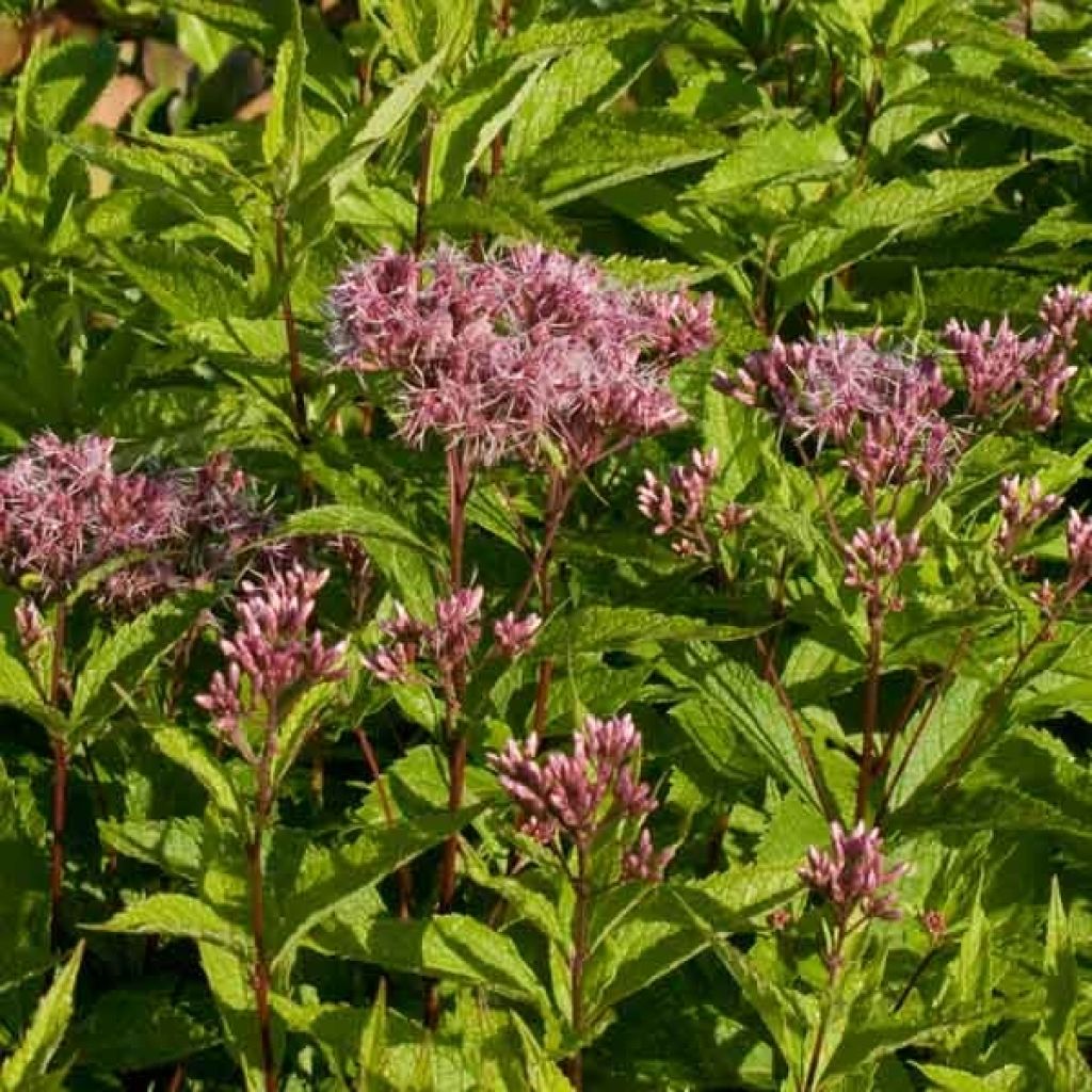 Eupatorium maculatum Purple Bush