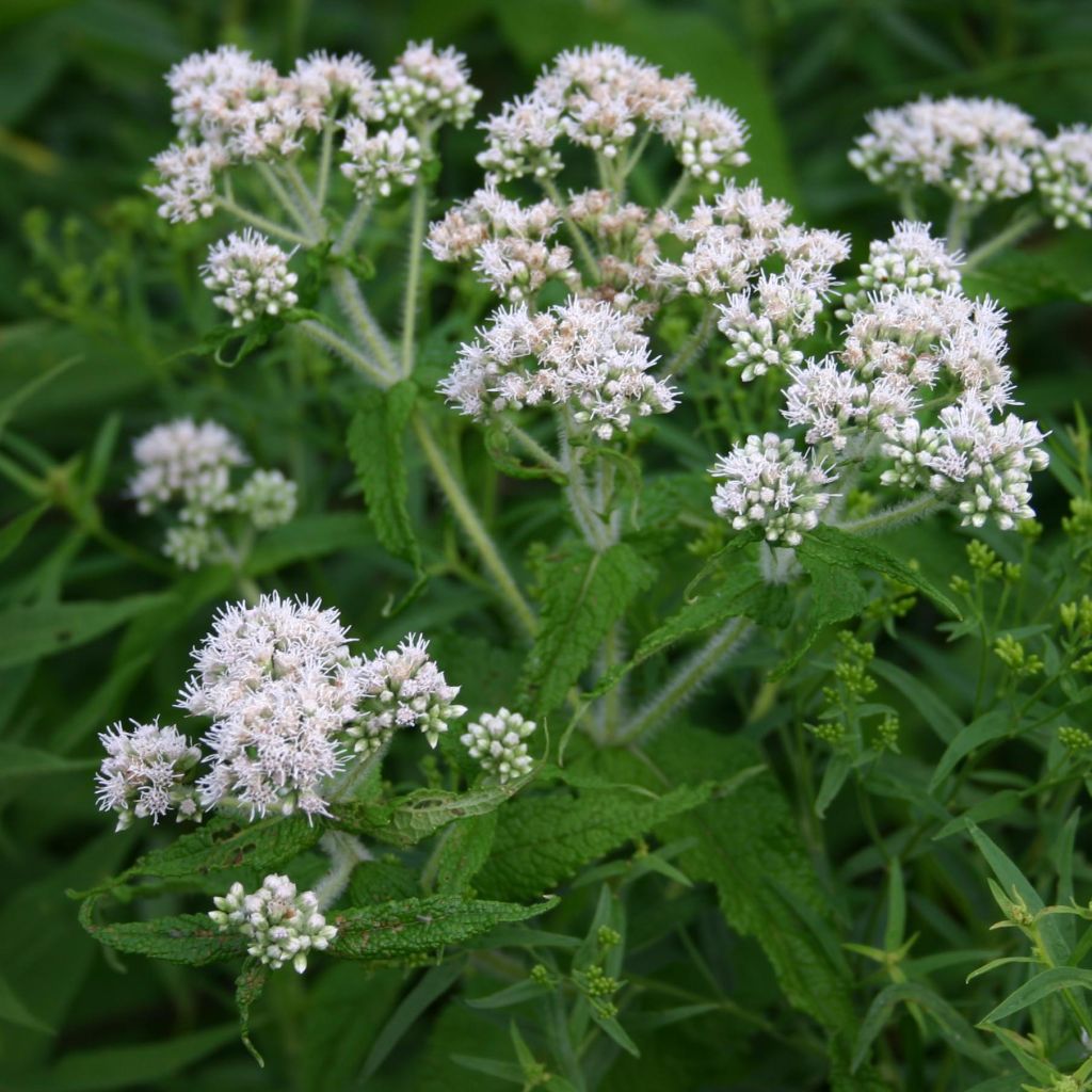 Eupatorium perfoliatum