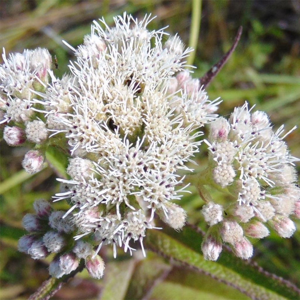 Eupatorium perfoliatum