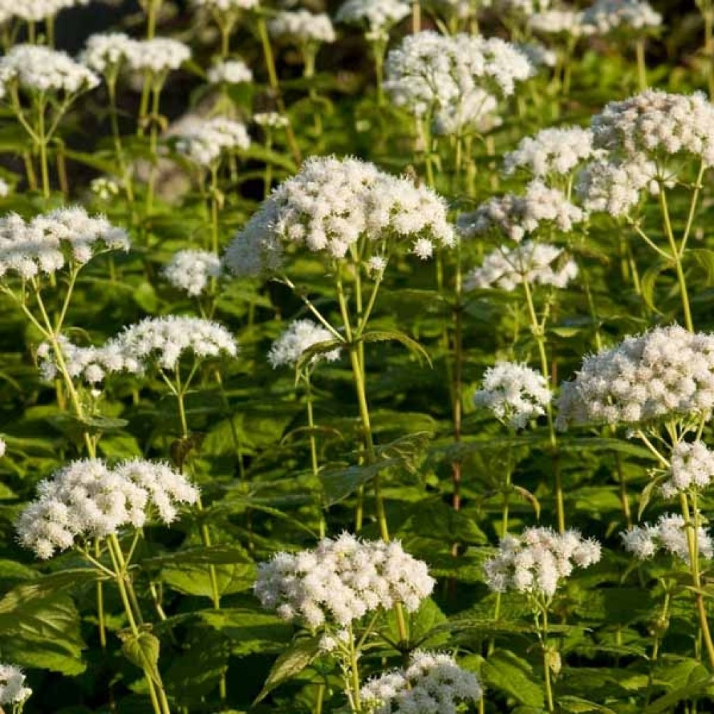 Eupatorium rugosum Braunlaub