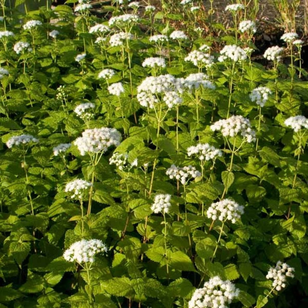 Eupatorium rugosum Braunlaub