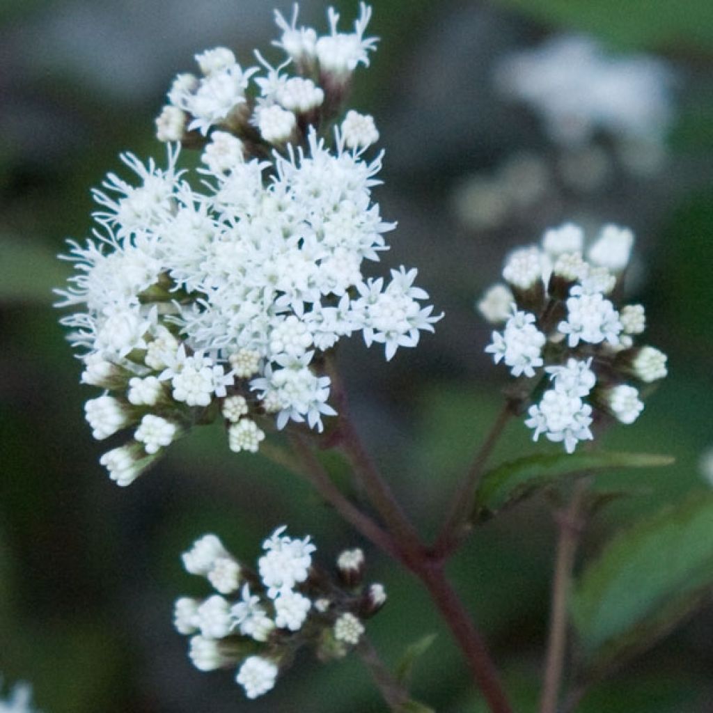 Eupatorium rugosum Chocolate