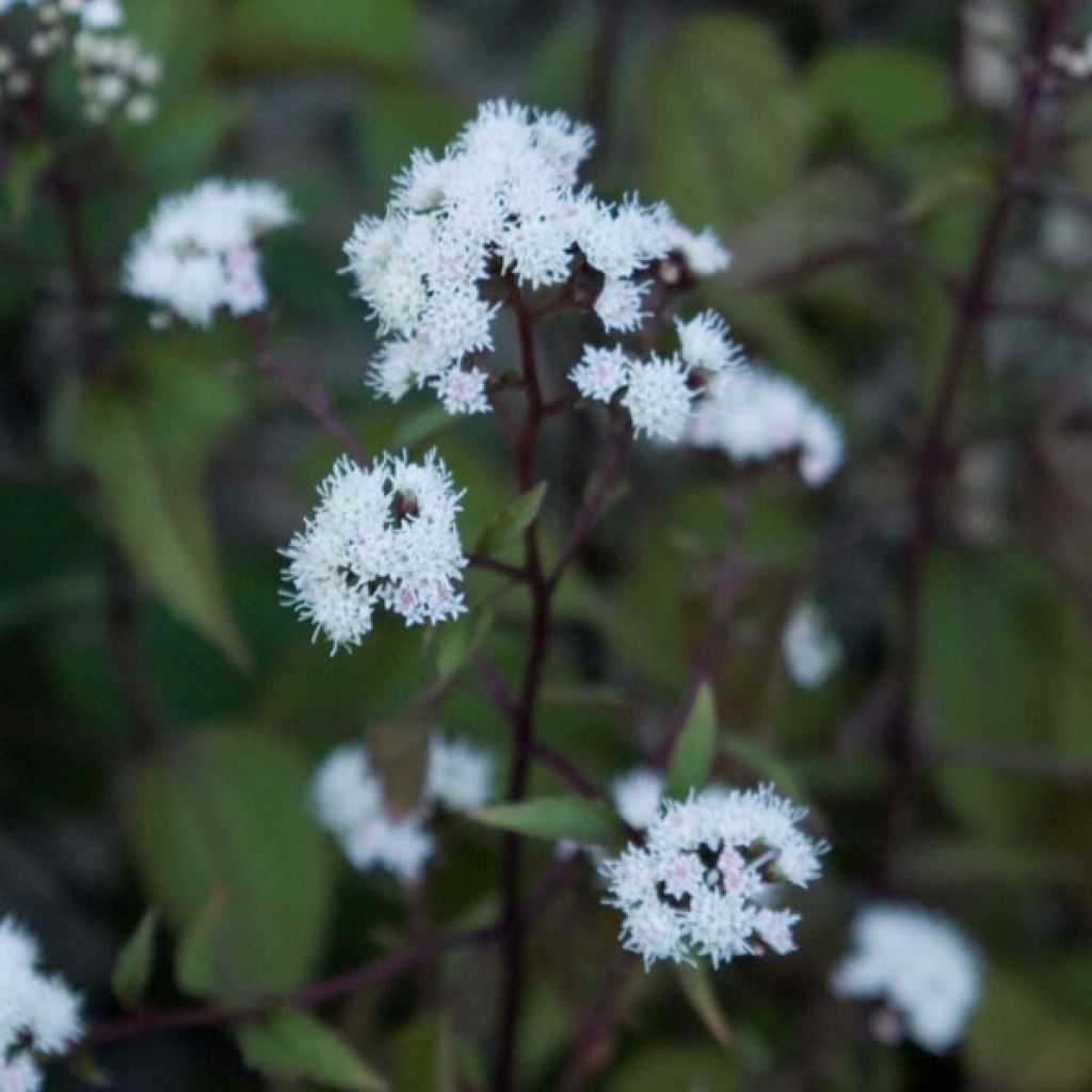 Eupatorium rugosum Chocolate