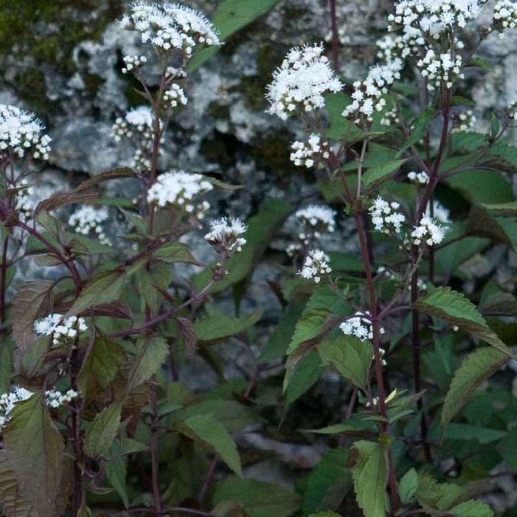 Eupatorium rugosum Chocolate