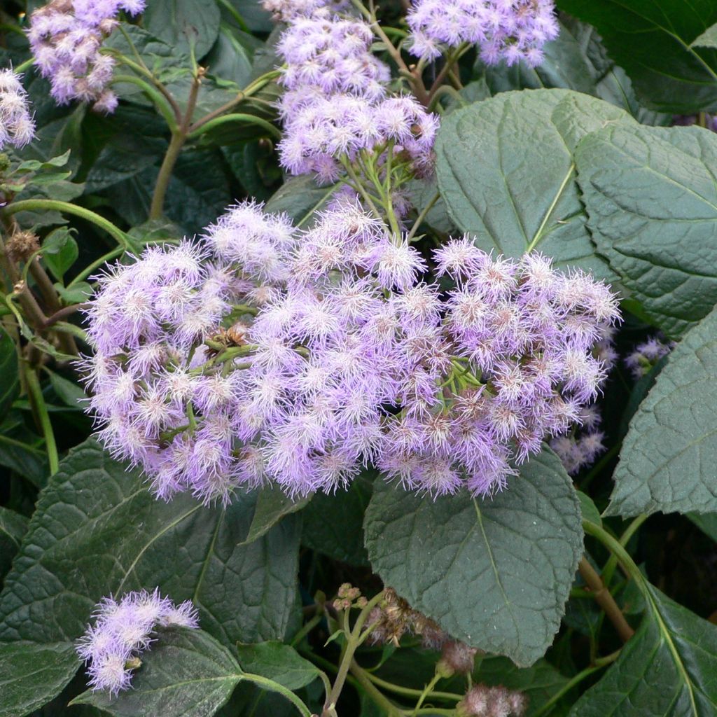 Eupatorium sordidum