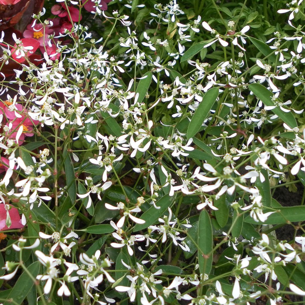 Euphorbia Diamond Frost