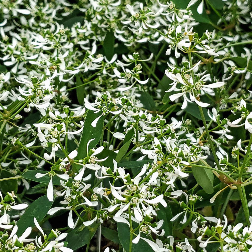 Euphorbia Diamond Frost