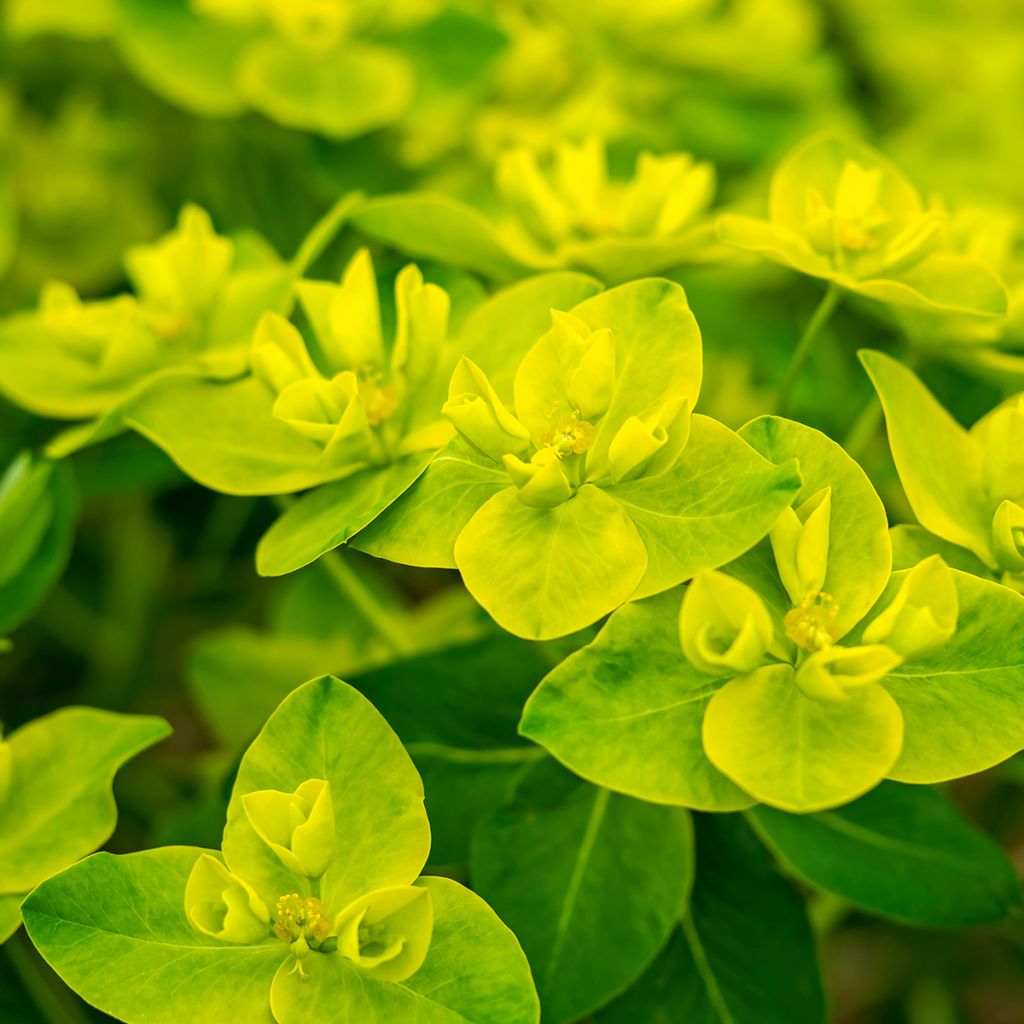 Euphorbia cornigera - Spurge