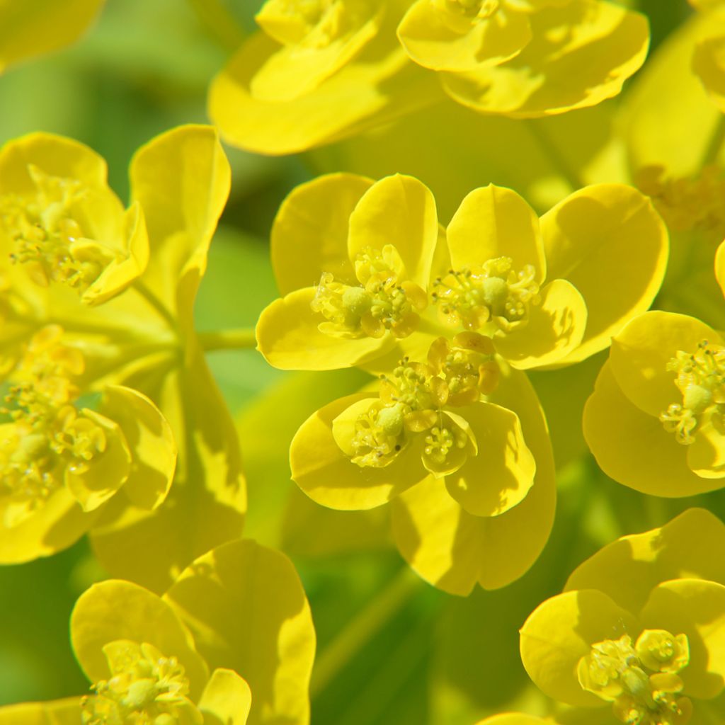 Euphorbia cornigera - Spurge