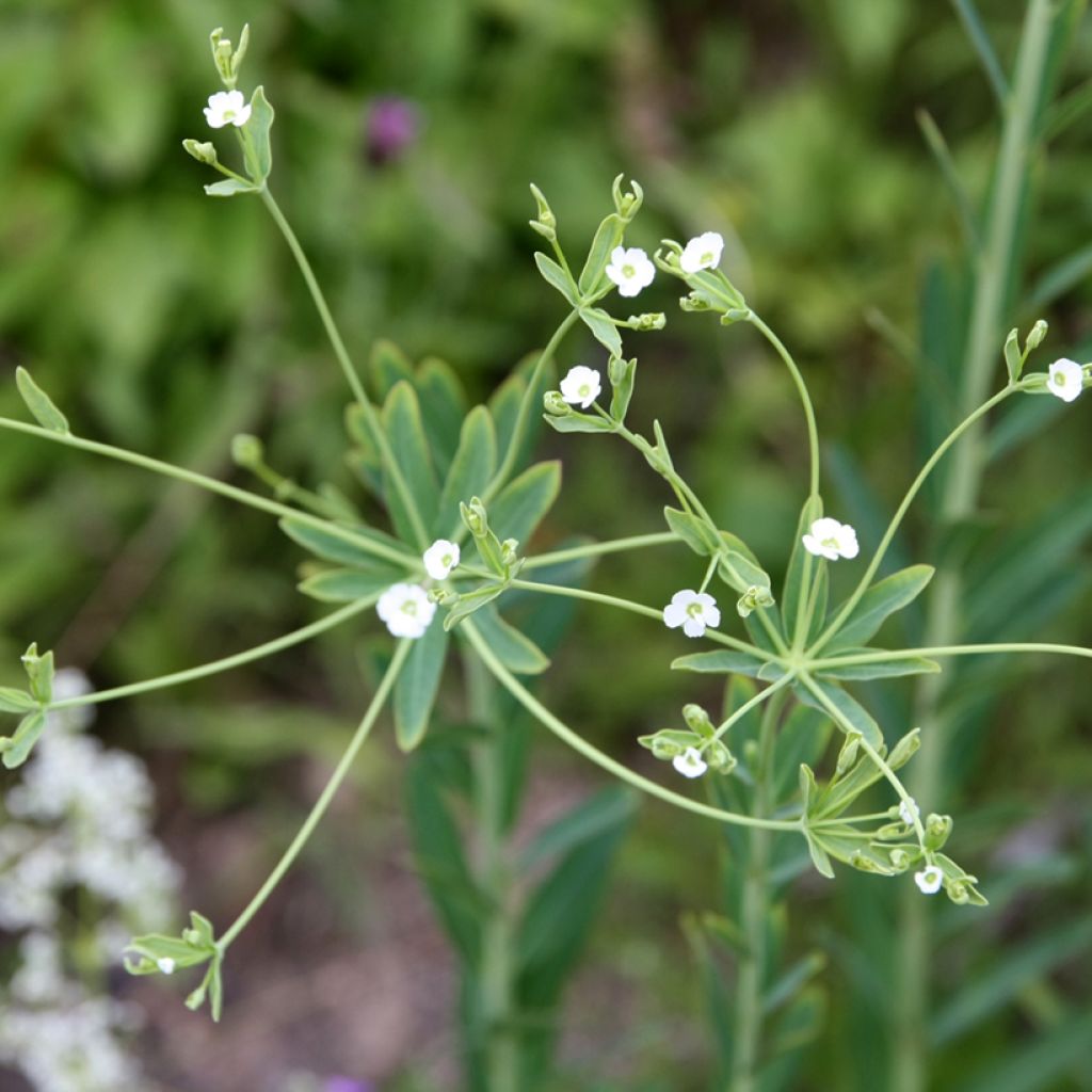 Euphorbia corollata - Spurge