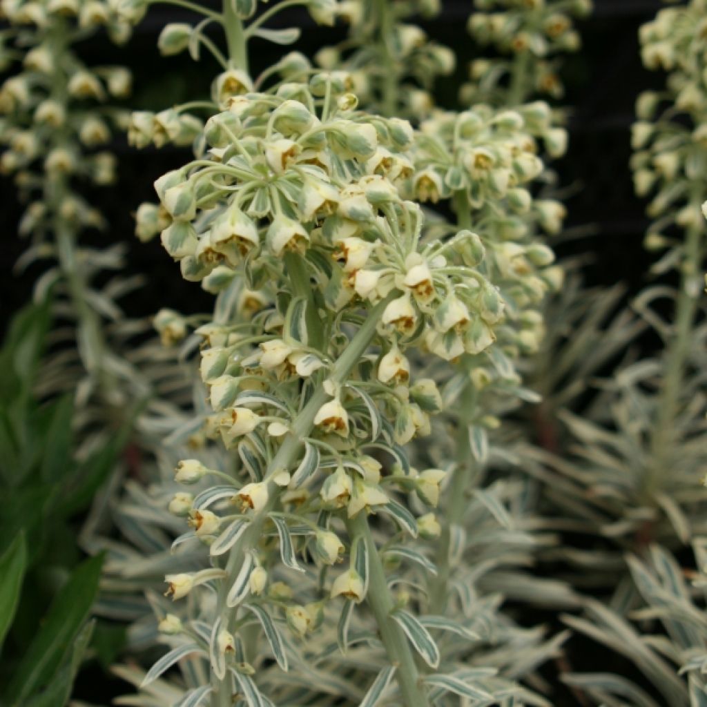 Euphorbia characias Emmer Green - Spurge