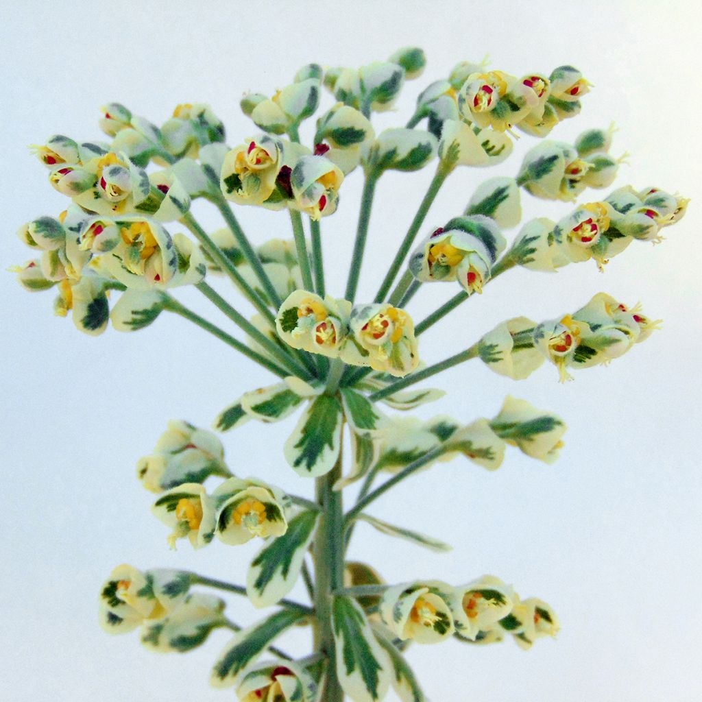 Euphorbia characias Wilcott - Spurge