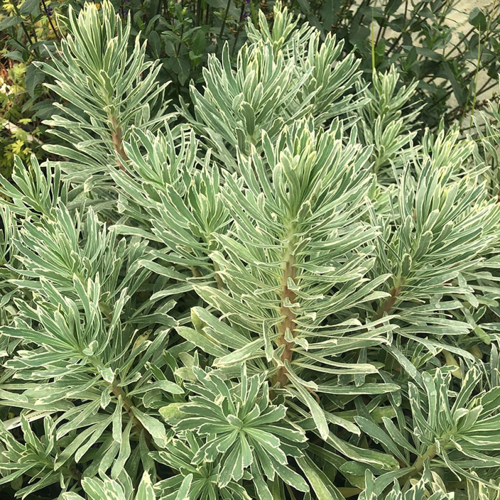 Euphorbia characias Wilcott - Spurge