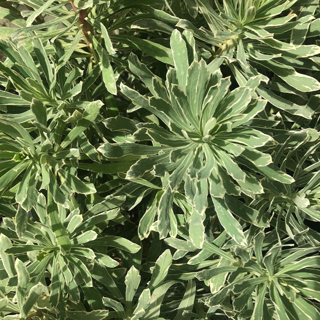 Euphorbia characias Wilcott - Spurge