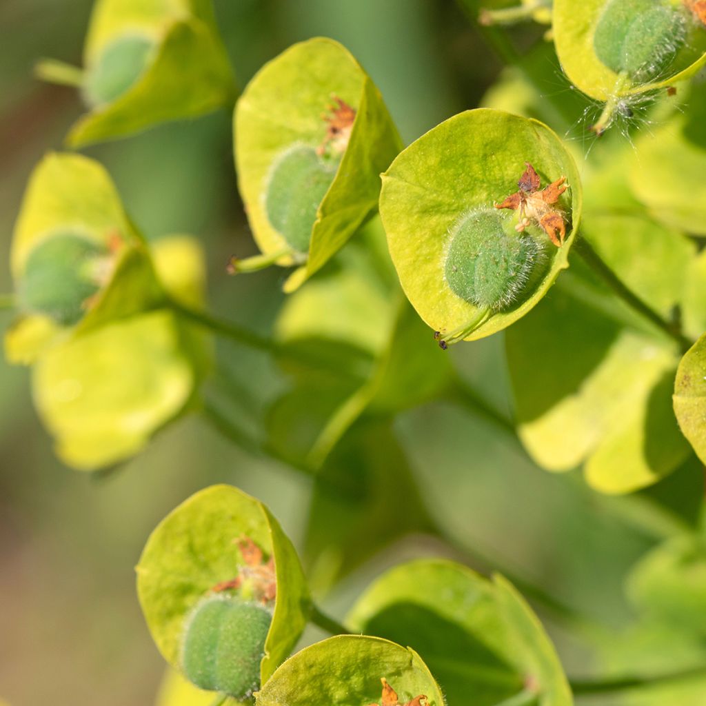 Euphorbia characias subsp. wulfenii - Spurge
