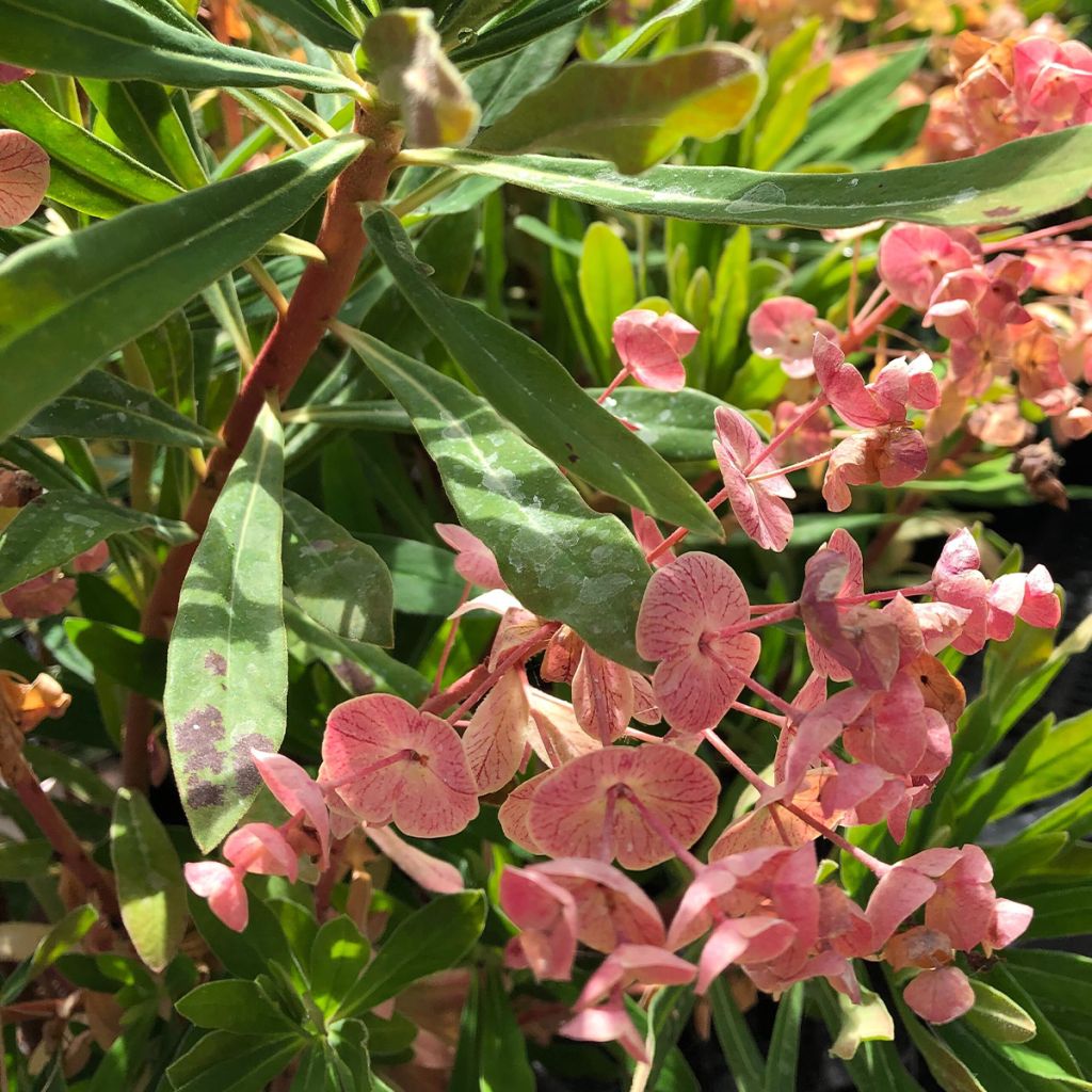 Euphorbia martinii - Spurge