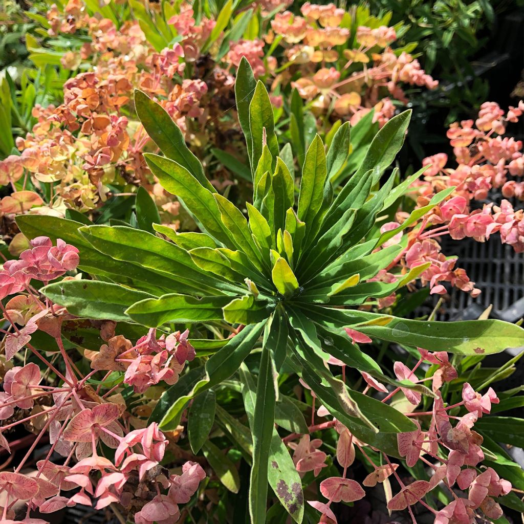 Euphorbia martinii - Spurge