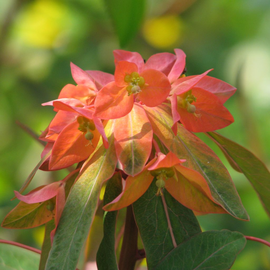 Euphorbia griffithii Dixter - Spurge
