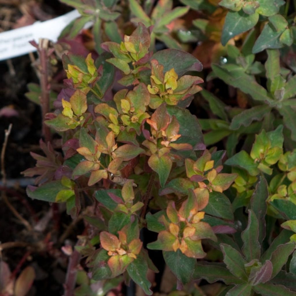 Euphorbia polychroma Purpurea - Spurge