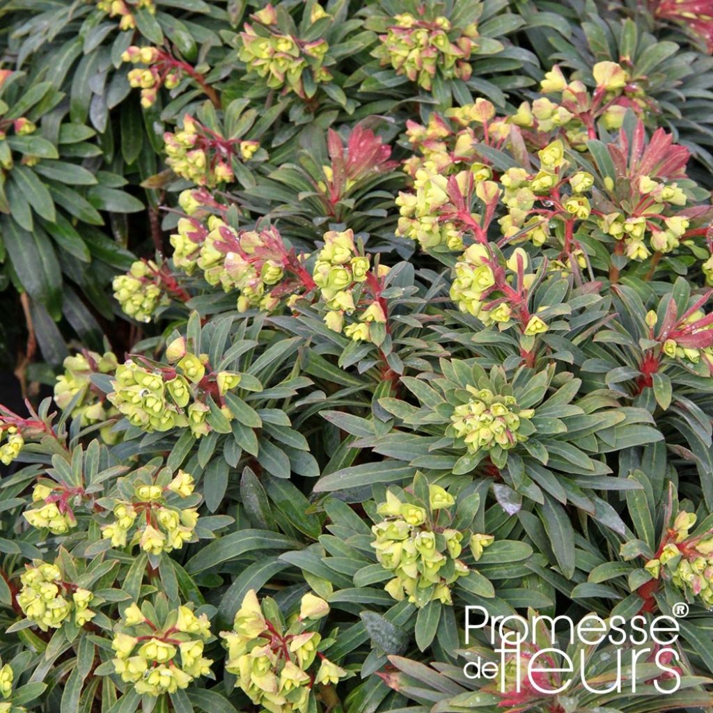 Euphorbia pseudovirgata Redwing Charam - Spurge