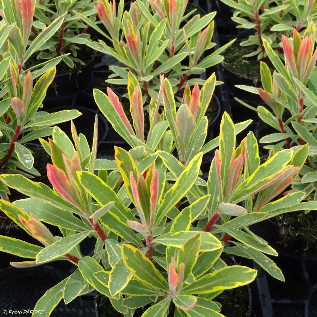 Euphorbia martinii Ascot Rainbow - Spurge