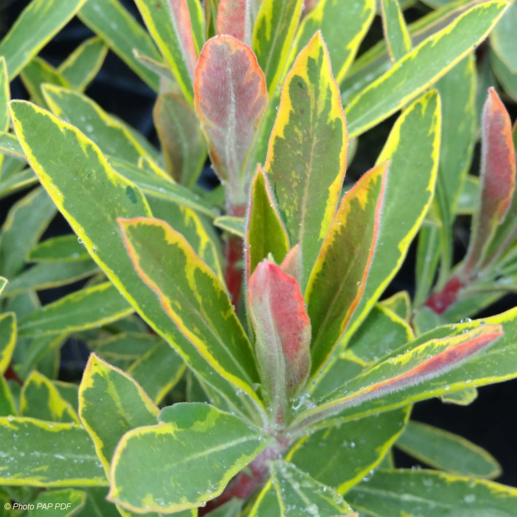 Euphorbia martinii Ascot Rainbow - Spurge