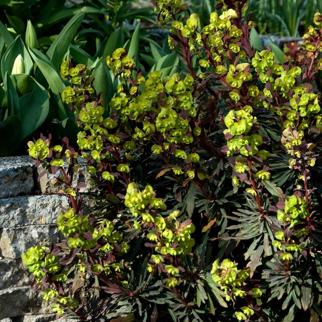 Euphorbia amygdaloides Purpurea - Spurge