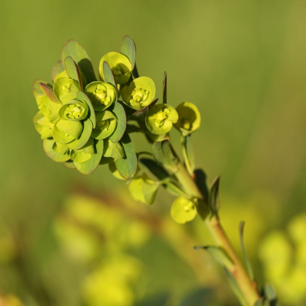 Euphorbia amygdaloïdes var. robbiae - Spurge