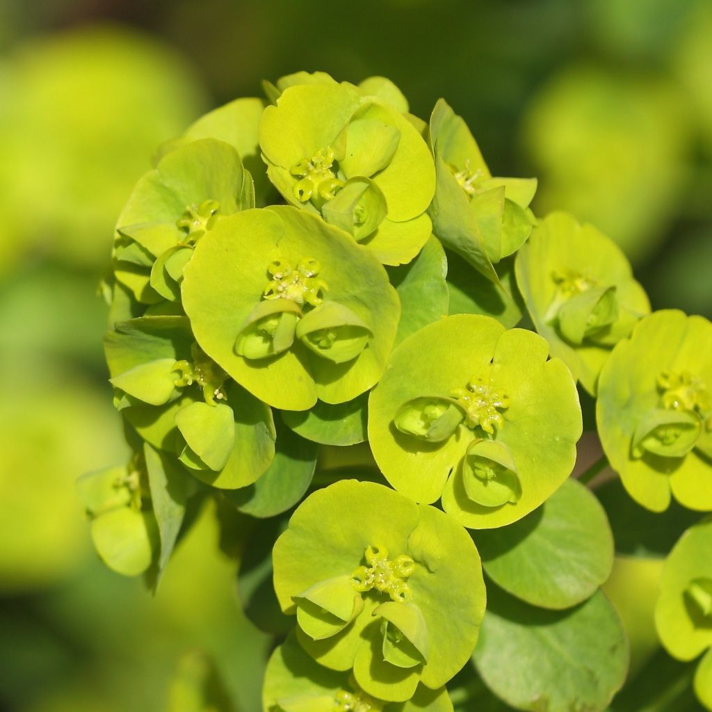 Euphorbia amygdaloïdes var. robbiae - Spurge