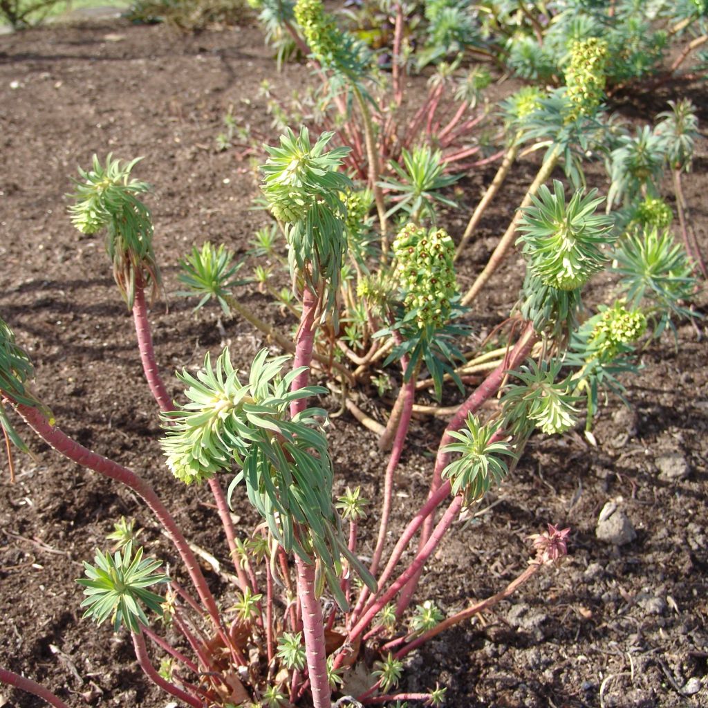 Euphorbia characias Black Pearl - Spurge