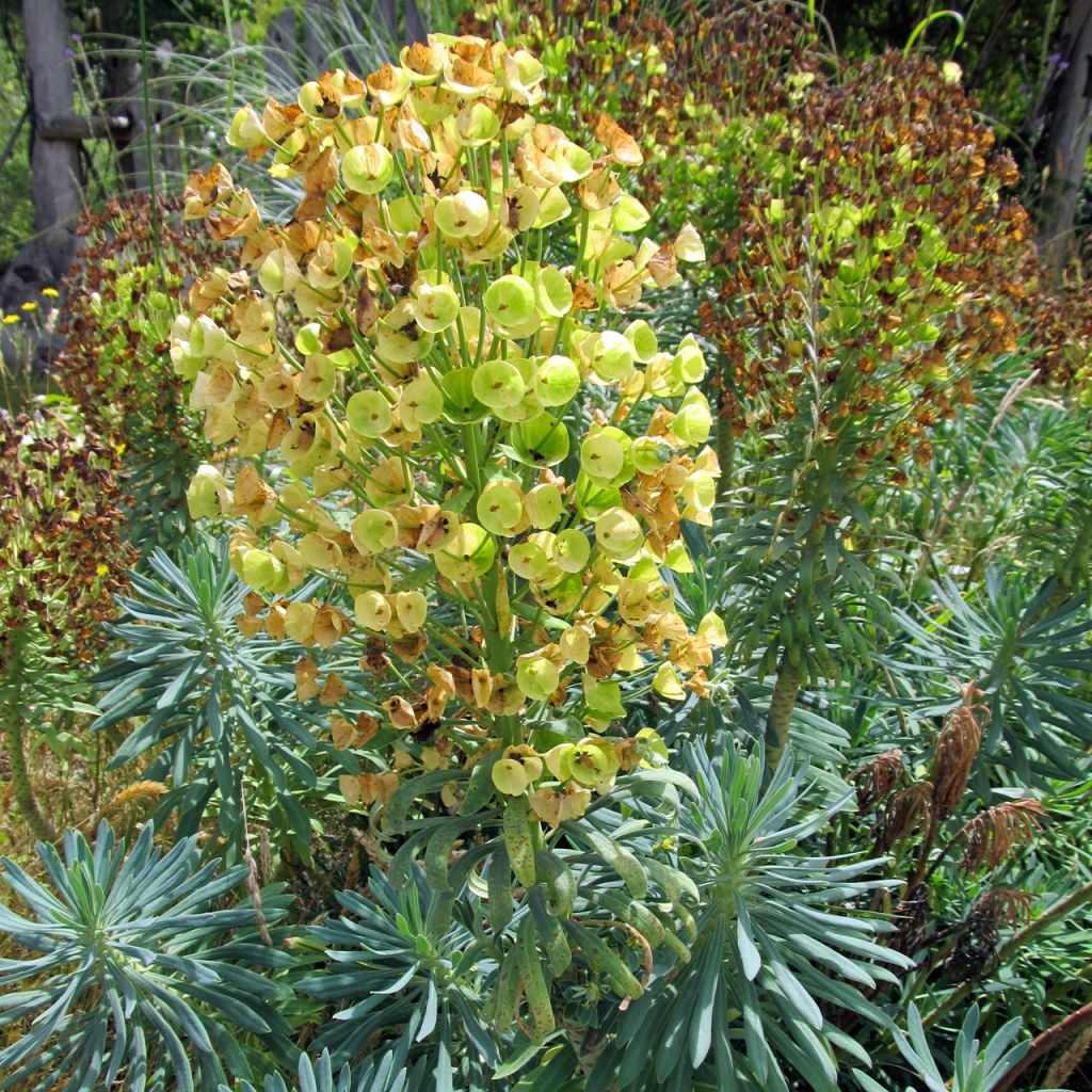 Euphorbia characias Blue Wonder - Spurge