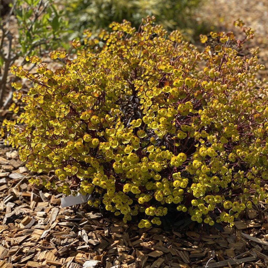 Euphorbia characias Miners Merlot - Spurge