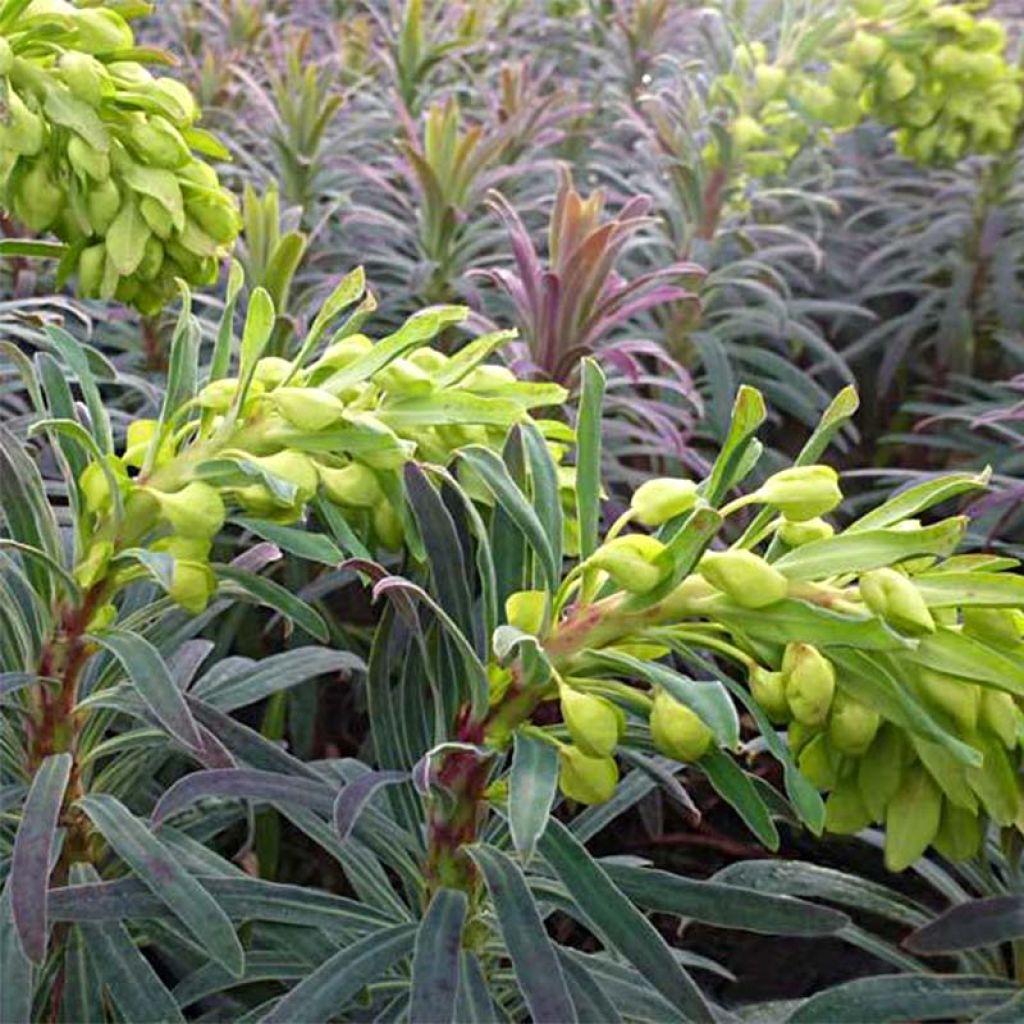 Euphorbia characias Purple and Gold - Spurge