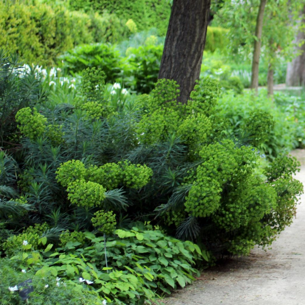 Euphorbia characias subsp. wulfenii - Spurge
