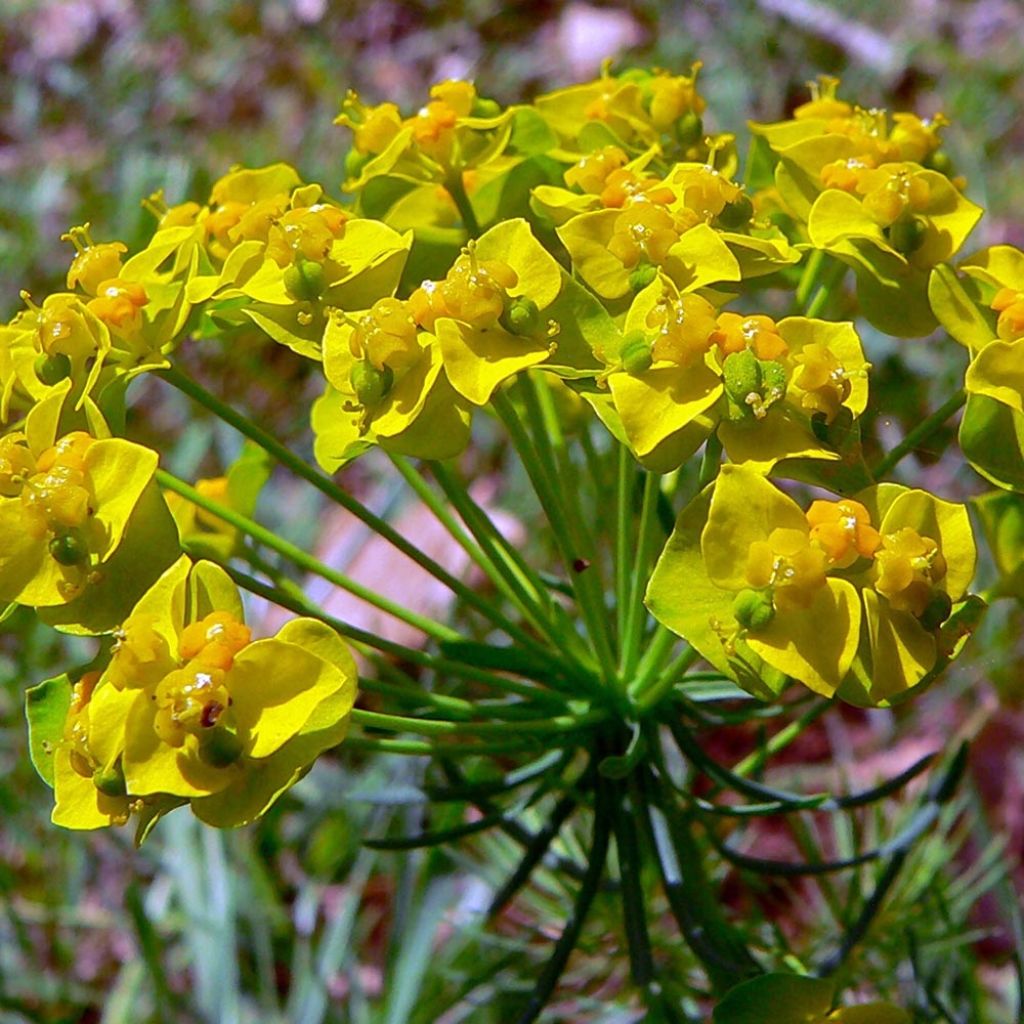 Euphorbia cyparissias Clarice Howard - Spurge