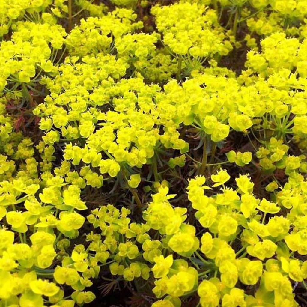 Euphorbia cyparissias Clarice Howard - Spurge