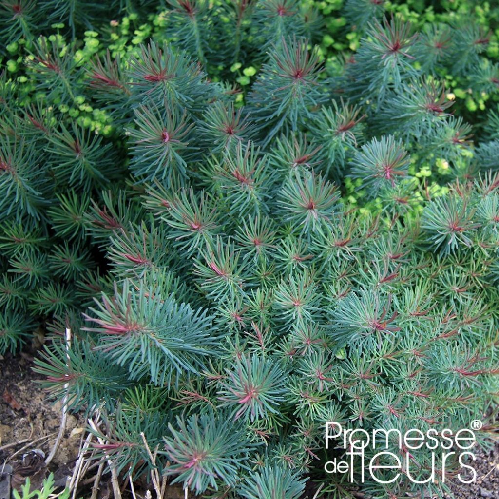 Euphorbia cyparissias Clarice Howard - Spurge