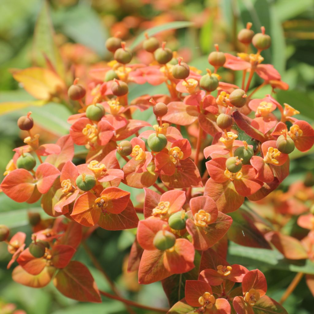 Euphorbia griffithii - Spurge