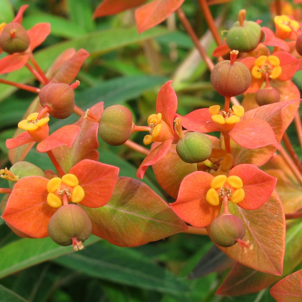 Euphorbia griffithii - Spurge