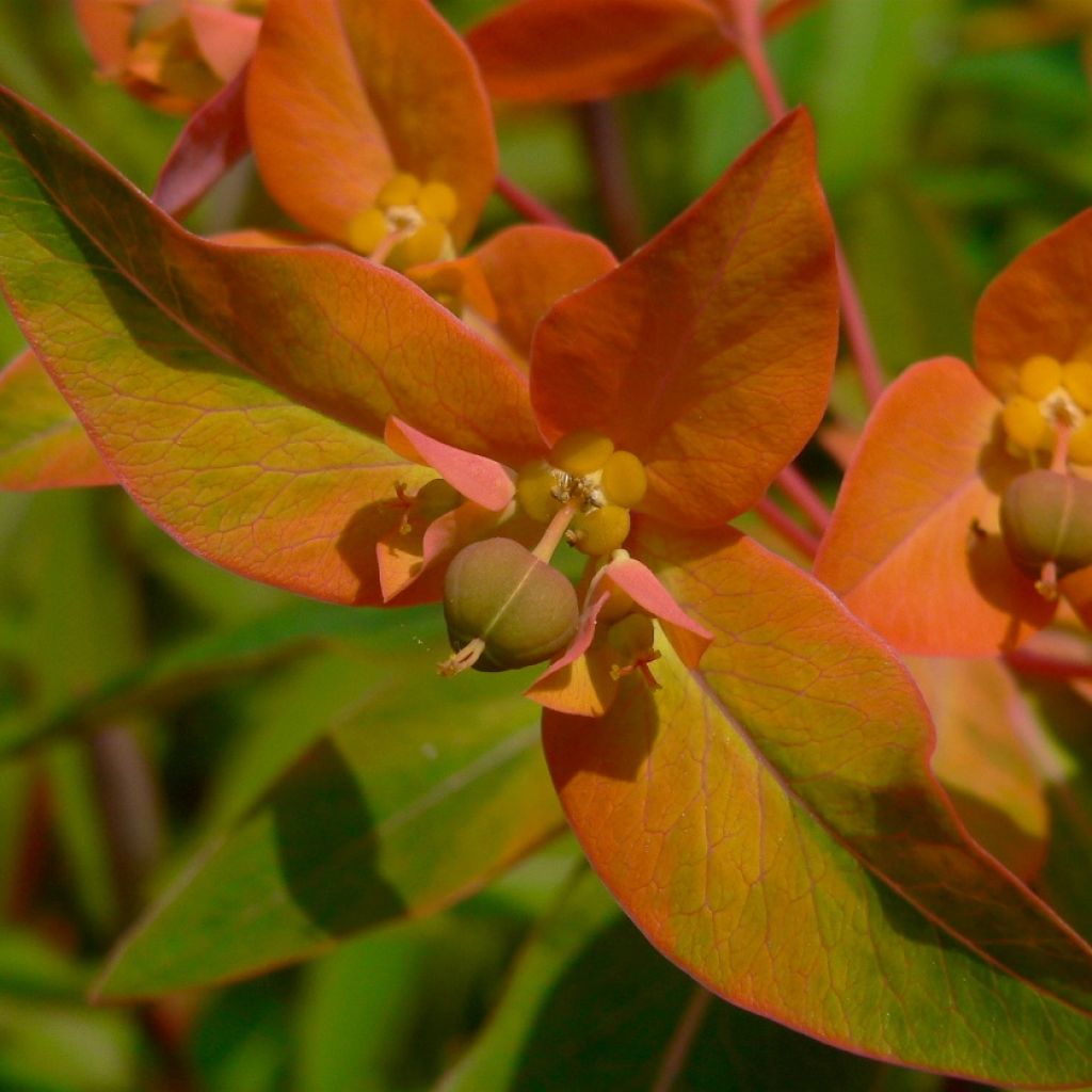 Euphorbia griffithii - Spurge