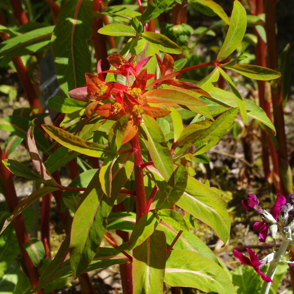 Euphorbia griffithii - Spurge