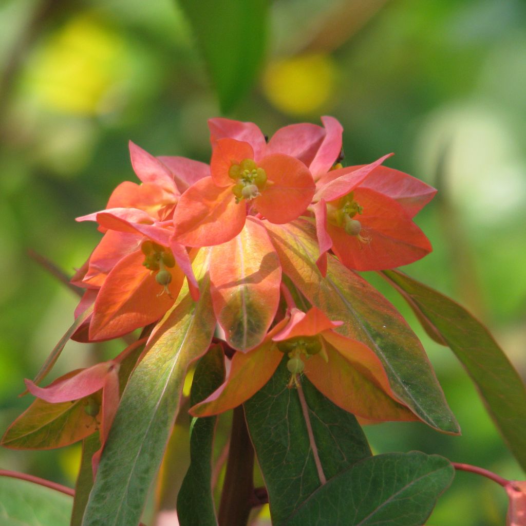 Euphorbia griffithii - Spurge