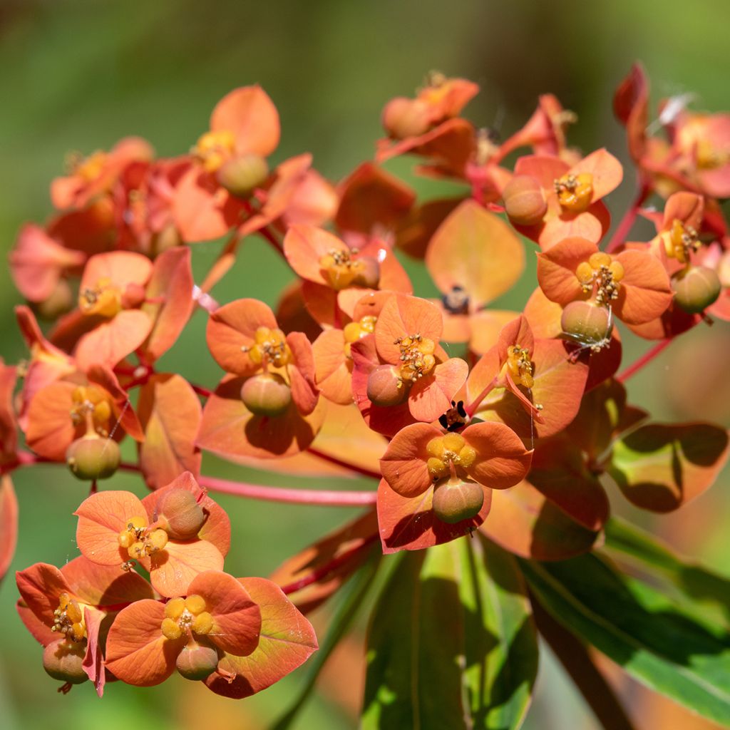 Euphorbia griffithii - Spurge