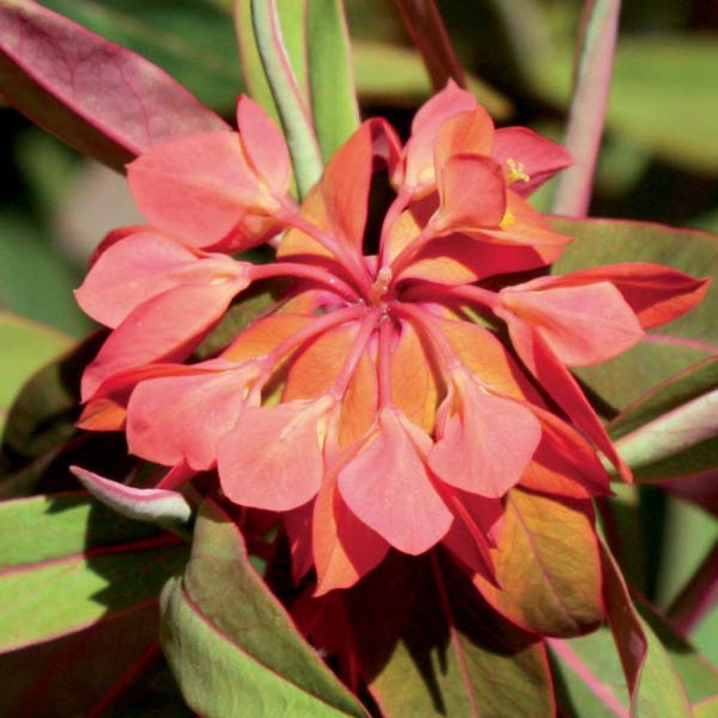 Euphorbia griffithii Fireglow - Spurge
