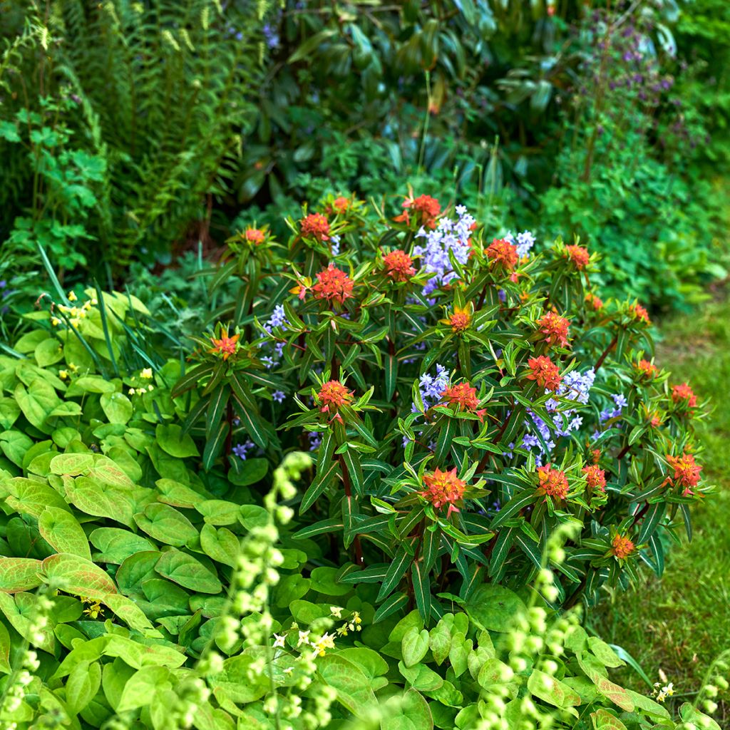 Euphorbia griffithii Fireglow - Spurge