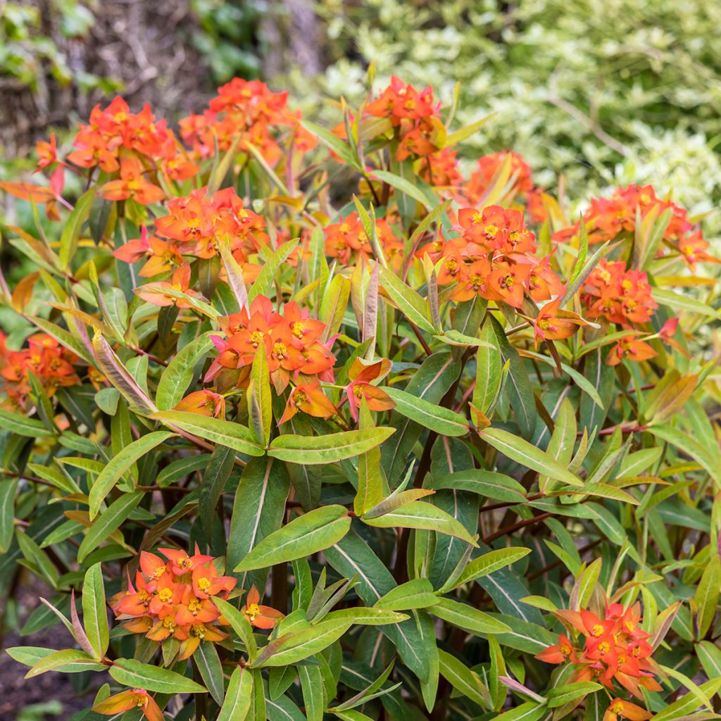 Euphorbia griffithii Fireglow - Spurge