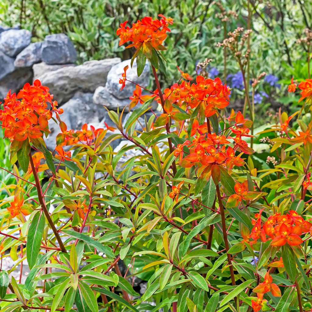 Euphorbia griffithii Fireglow - Spurge