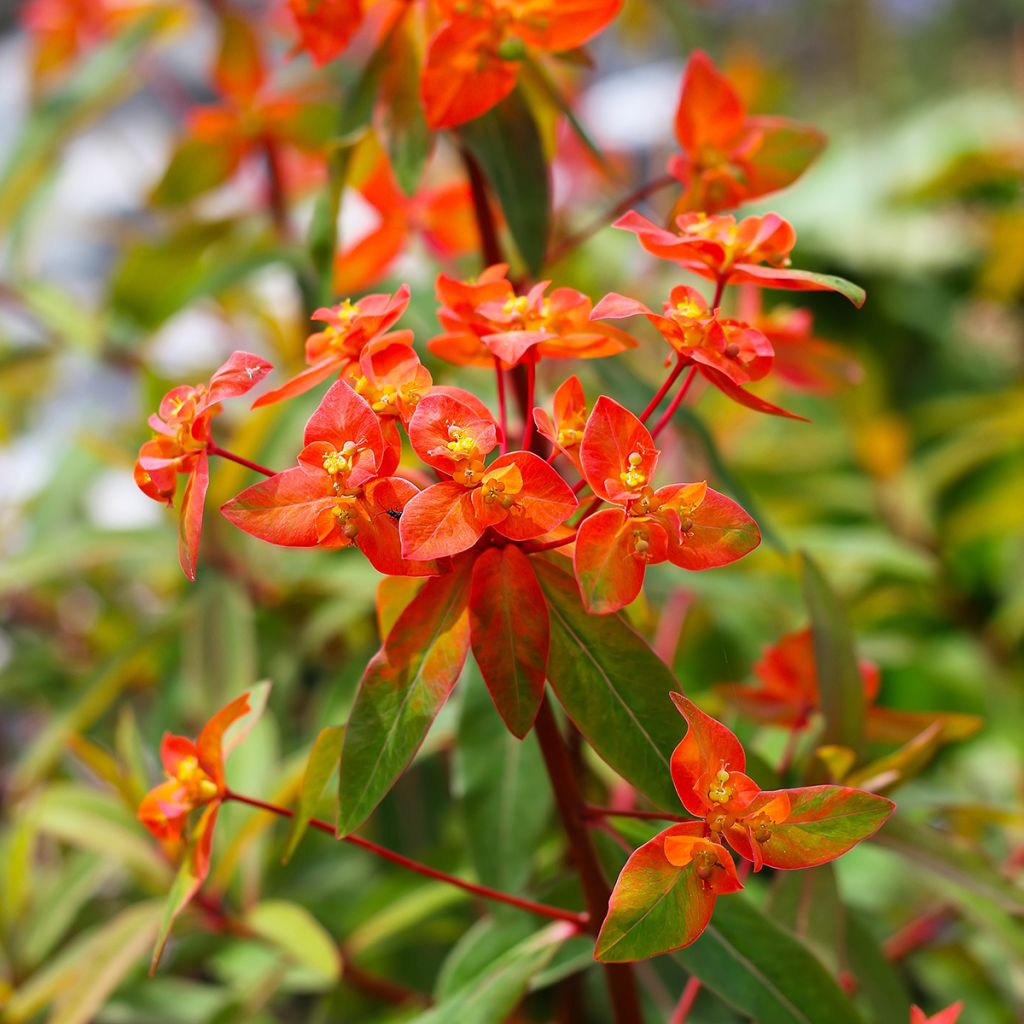 Euphorbia griffithii Fireglow - Spurge