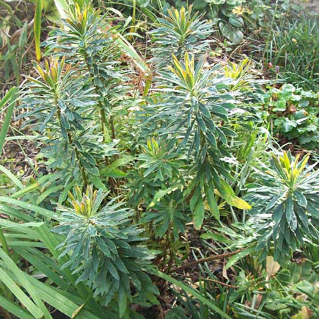 Euphorbia martinii - Spurge